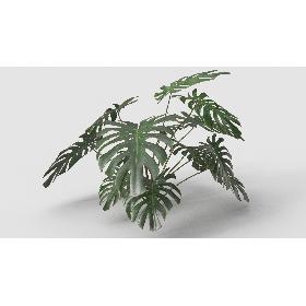 Plant Monstera Deliciosa 3D model
